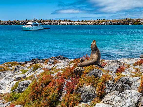 Escale Iles Galapagos (Ile Bartholomée)